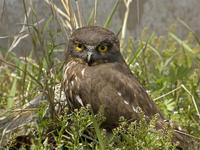 安達曼鷹鴞 安達曼鷹鴞