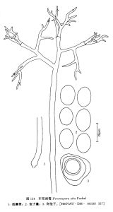 車前霜霉 車前霜霉