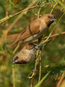 斑文鳥松巴亞種 斑文鳥松巴亞種