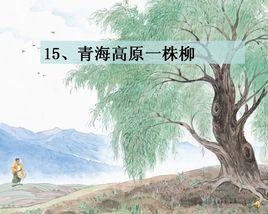 青海高原一株柳 青海高原一株柳