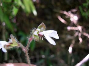 西南齒唇蘭 西南齒唇蘭