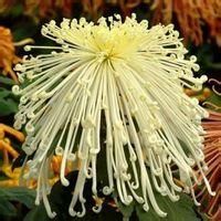 歧傘菊屬 歧傘菊屬