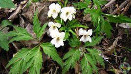 白花堇菜 白花堇菜