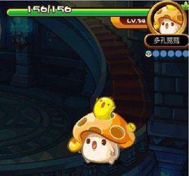 多孔菇菇 多孔菇菇