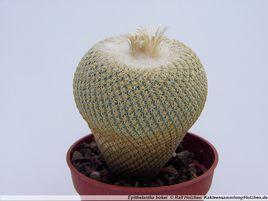 小人帽子 小人帽子