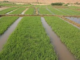 水稻種膜合成製作方法 水稻種膜合成製作方法