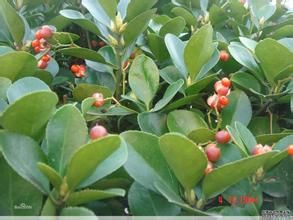 刺葉珊瑚冬青 刺葉珊瑚冬青