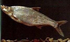 海南紅鮊 海南紅鮊