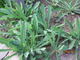 山苦蕒[桔梗目菊科植物]