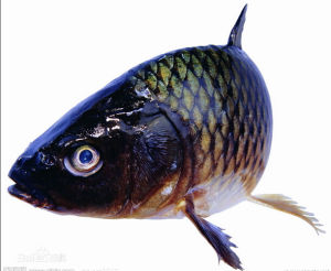 亞洲鯉魚
