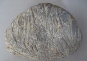 竹葉狀灰岩 竹葉狀灰岩