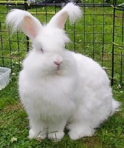 法系安哥拉兔