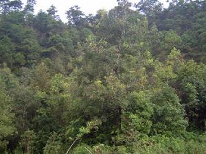 白土山自然村生態林