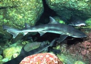 九道三峰齒鮫 九道三峰齒鮫