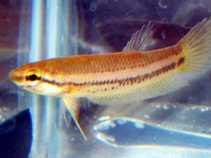 阿卡摶魚 阿卡摶魚