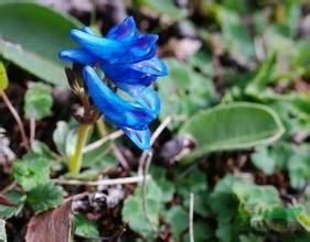 黃根紫堇 黃根紫堇