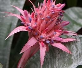 玫瑰姬鳳梨 玫瑰姬鳳梨