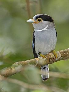 馬來銀胸絲冠鳥