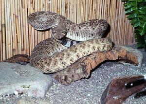 西部菱斑響尾蛇