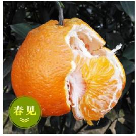 春見柑橘 春見柑橘