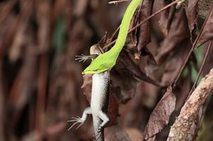 綠瘦蛇捕食蜥蜴