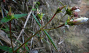 頭序金錦香 頭序金錦香