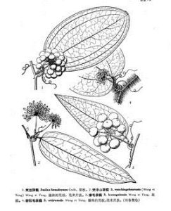 束絲菝葜 束絲菝葜