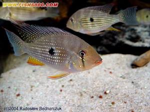 關刀寶石 關刀寶石