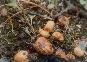 枝刺孢無索腹菌 枝刺孢無索腹菌