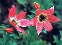 怒江豹子花 怒江豹子花