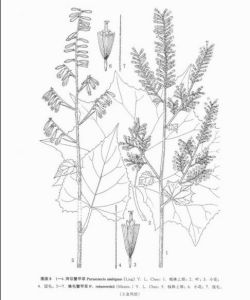 蛛毛蟹甲草（圖5、6、7）