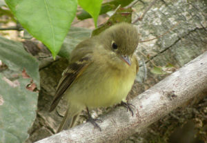 科迪紋霸鶲 科迪紋霸鶲