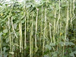 航豇1號 航豇1號