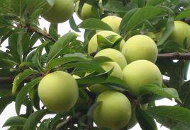 李子[水果李子別稱]