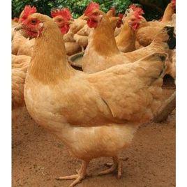 廣西三黃雞 廣西三黃雞