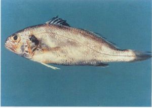 斑鰭白姑魚 斑鰭白姑魚