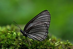 傘蛺蝶屬 傘蛺蝶屬