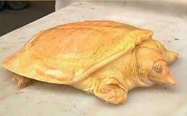 金色甲魚 金色甲魚