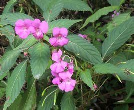 封懷鳳仙花 封懷鳳仙花