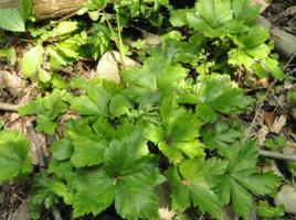 野鵝腳板 野鵝腳板