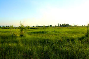 瑪納斯國家濕地公園 瑪納斯國家濕地公園
