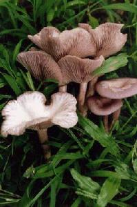 花臉香蘑 花臉香蘑