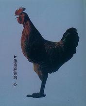 淮南麻黃雞（公）