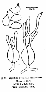 蠟皮銀耳 蠟皮銀耳