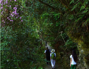 龍勝溫泉森林徒步