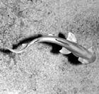 （圖）小型錘頭鯊