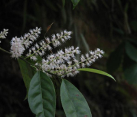 雞骨柴葉 雞骨柴葉