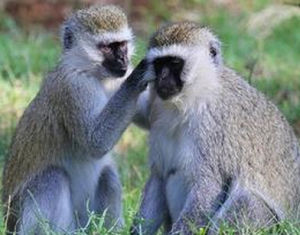 黑臉禿猴 黑臉禿猴