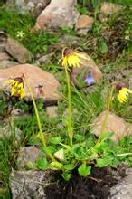 箭葉垂頭菊 箭葉垂頭菊