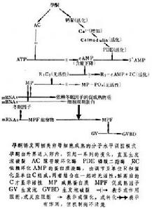 卵子成熟 卵子成熟